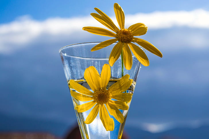 two yellow Daisy Flower on clear drinking glass in closeup photography