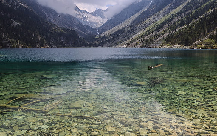 body of water beside green mountains, lake, animal themes, vertebrate, HD wallpaper