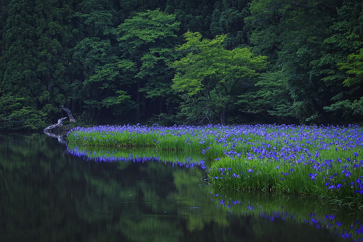 nature, lake, forest, flowers, trees