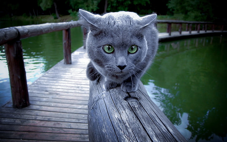 cat, Russian Blue, animals, wood - material, one animal, animal themes, HD wallpaper