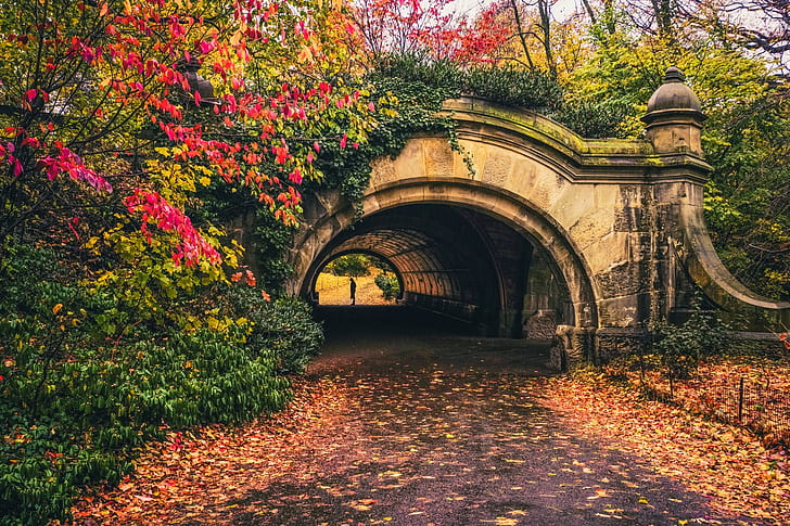 park, leaves, tunnel, fallen leaves, red leaves, HD wallpaper