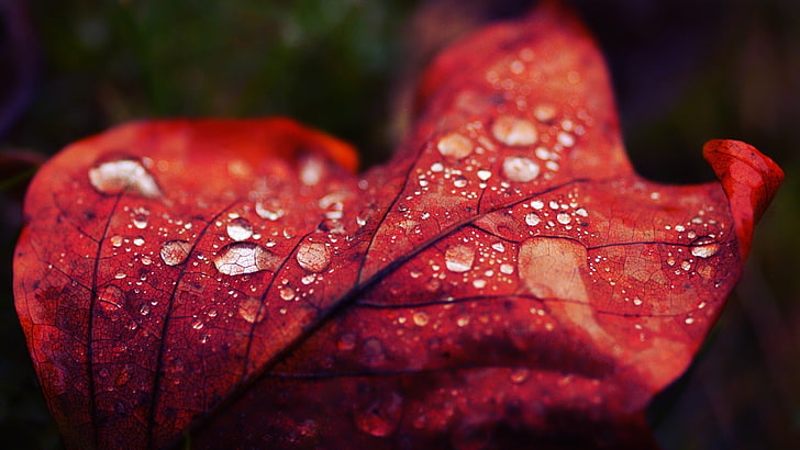 red leaf, red leaf with water droplings, nature, water drops