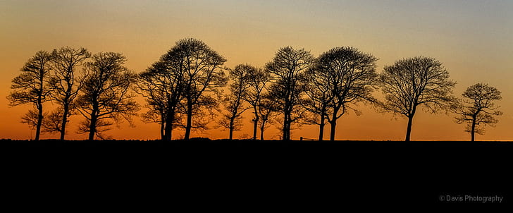 silhouette of tall trees during golden hour, orange trees, orange trees, HD wallpaper