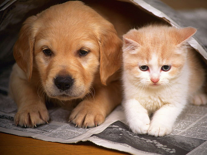 HD wallpaper: Dog Puppy Cat Kitten HD