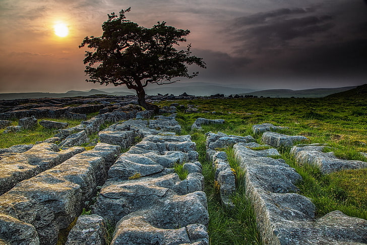 stones, tree, England, Yorkshire Dales, beauty in nature, sky