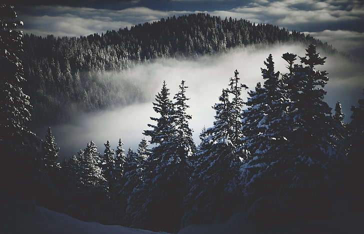 ice-covered trees wallpaper, dark, winter, snow, mist, nature