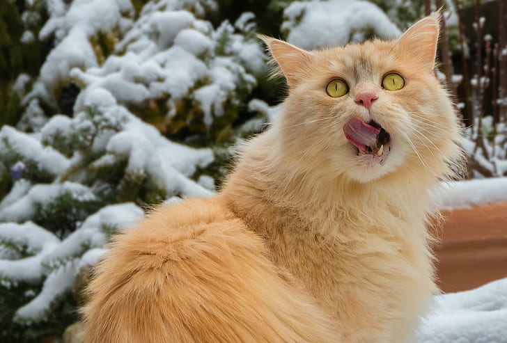 winter, licked, looking up, red cat, HD wallpaper