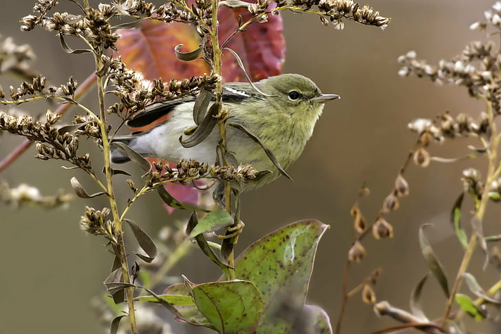 photo of green feather bird on plant branch near the green leaves, blackpoll warbler, blackpoll warbler, HD wallpaper