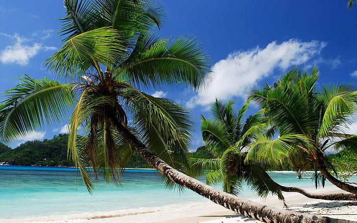 Coast, sea, sand, beach, palm trees, coconut trees, HD wallpaper