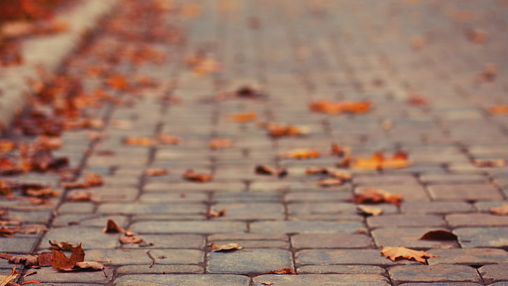 brown leaves, leaves on brick road, pavements, fall, depth of field, HD wallpaper