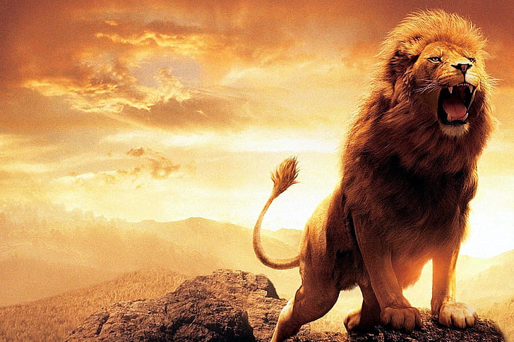 Cats, Lion, Animal, Roar, HD wallpaper