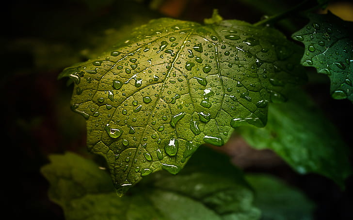 Green leaf with water droplets-full HD Wallpapers-2880×1800