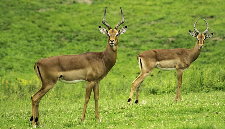 animals, antelope, close up, deers, field, gazelle, grass, grassland, HD wallpaper