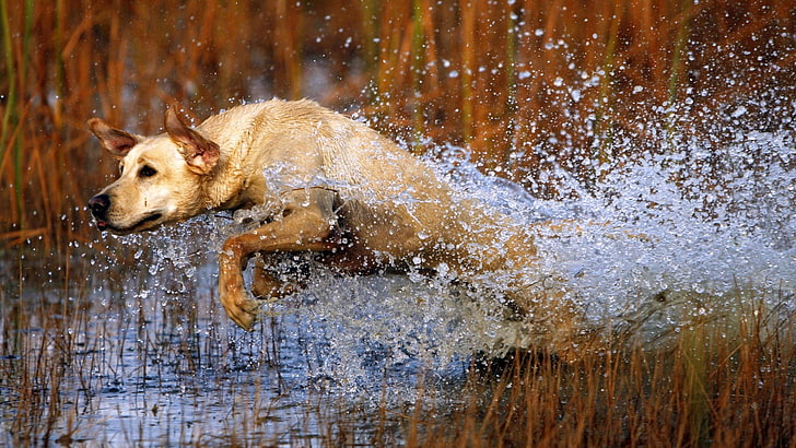 adult yellow Labrador retriever, dog, jump, water, grass, hunting