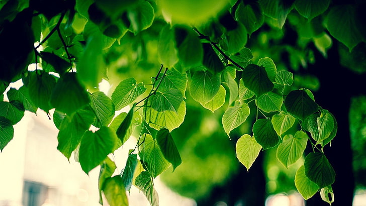 green leafed plant, foliage, macro, blurred, bokeh, sunlight, HD wallpaper