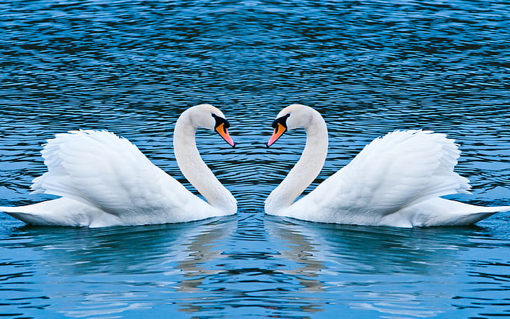 swan, animals, birds, water