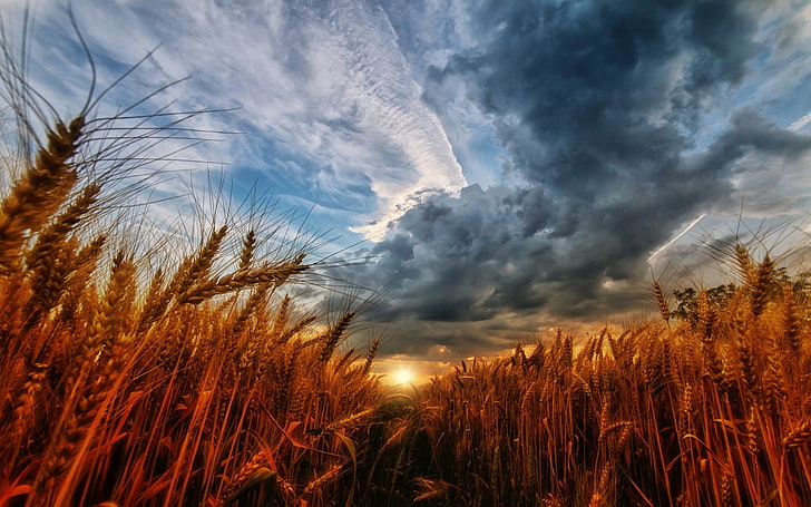 nature, landscape, wheat, sunset, sky, clouds, field, cloud - sky, HD wallpaper