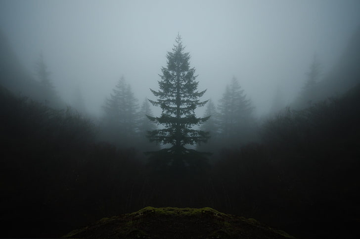 symmetry, trees, landscape, mist, nature, fog, tranquility