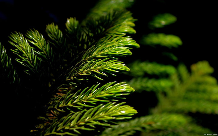 Green pine branches-Windows 10 Wallpaper, green pine tree, growth HD wallpaper