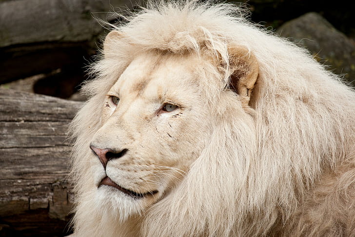 HD wallpaper: Mane wild lion, white lion, Cat, muzzle | Wallpaper Flare