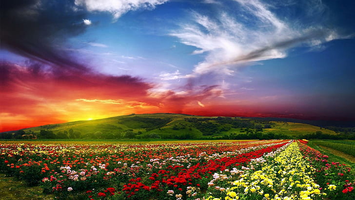 Valley of flowers 1080P, 2K, 4K, 5K HD wallpapers free download | Wallpaper  Flare