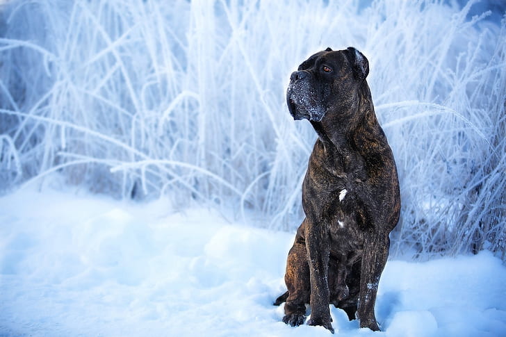 Dogs, Cane Corso, Pet, Snow, Winter