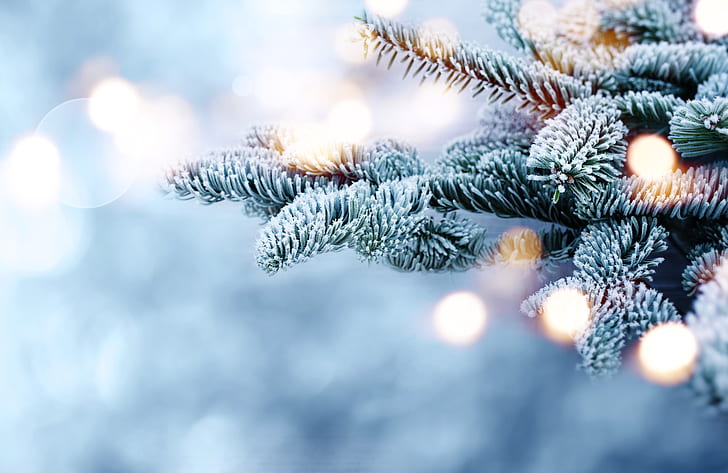 winter, snow, branches, tree, frost, bokeh, fir tree, HD wallpaper