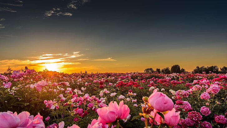 pink petaled flower, landscape, field, flowers, nature, sunlight, HD wallpaper