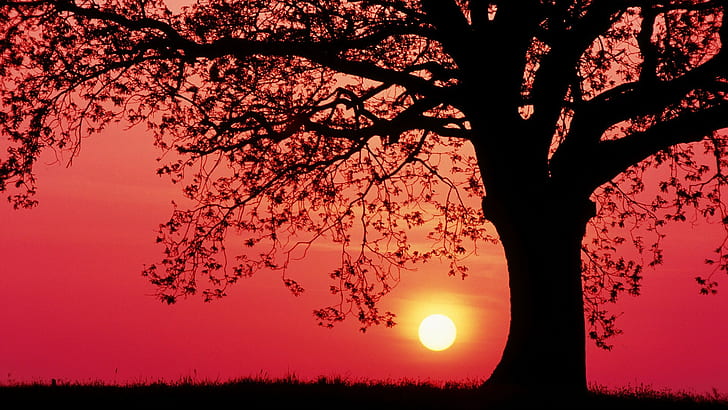 sunset, trees, grass, red sky, HD wallpaper