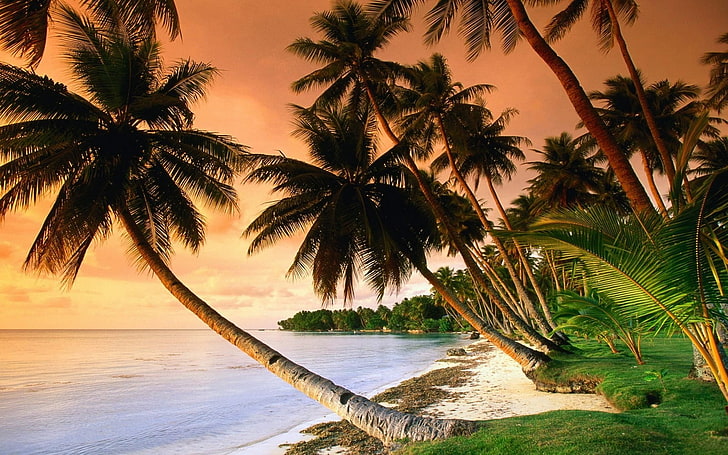 green coconut trees, nature, sunset, tropical, palm trees, tropical climate, HD wallpaper