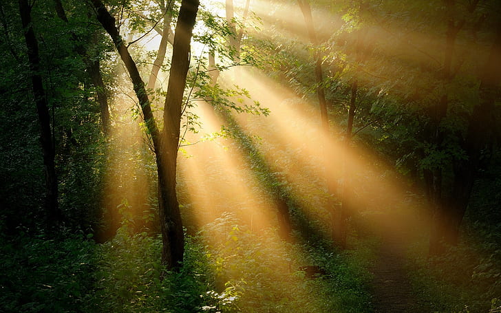 Forest trees, sun rays, nature landscape