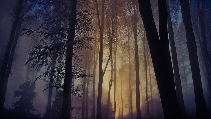 forest with fog and yellow sunlight, landscape, trees, mist, trunk