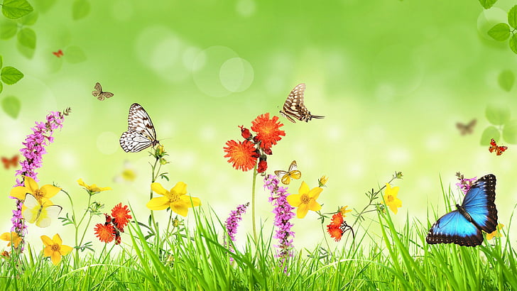 butterfly, flower, meadow, grass, invertebrate, wildflower, HD wallpaper