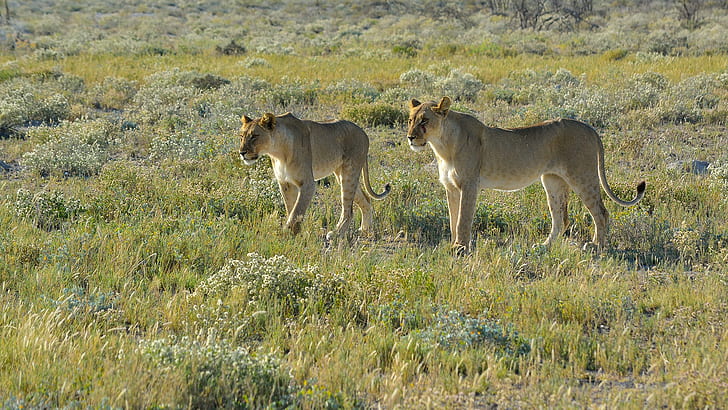 Namibia, lion, animals, landscape, savannah, nature, wildlife