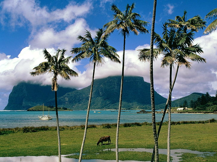 landscape, palm trees, tropical, island, Australia, sea
