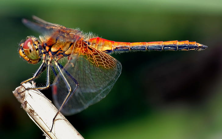 animals, insect, dragonflies, HD wallpaper