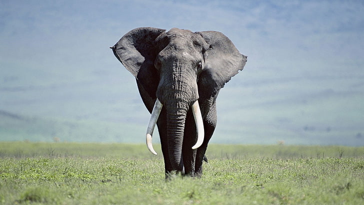 gray elephant, grass, walk, large, wildlife, nature, animal, mammal, HD wallpaper
