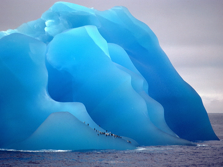 flock of penguins, iceberg, nature, animals, cyan, blue, water, HD wallpaper