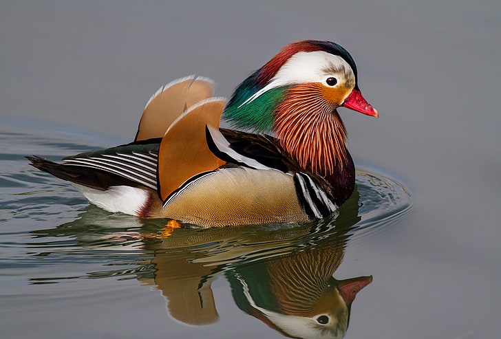 male Mandarin duck, water, circles, reflection, bird, tangerine, HD wallpaper