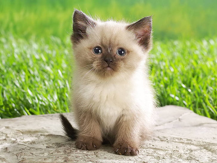 Cute Persian Kitty, persian cat, adorable, small, little, HD wallpaper