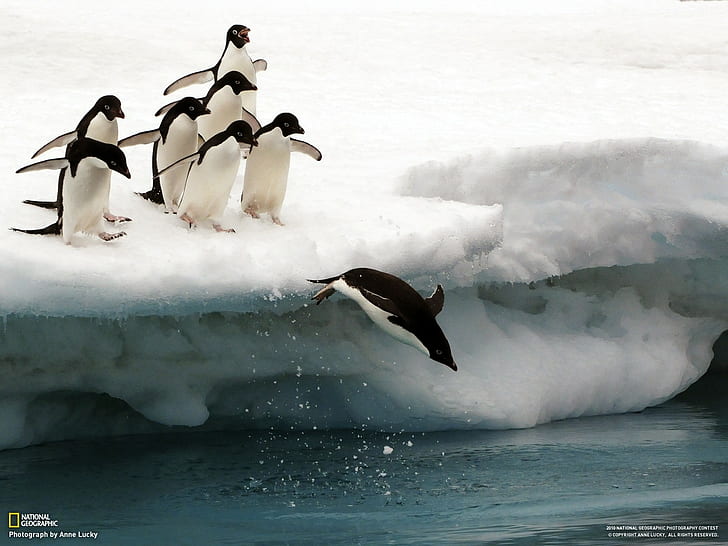 National Geographic, birds, ice, penguins, HD wallpaper