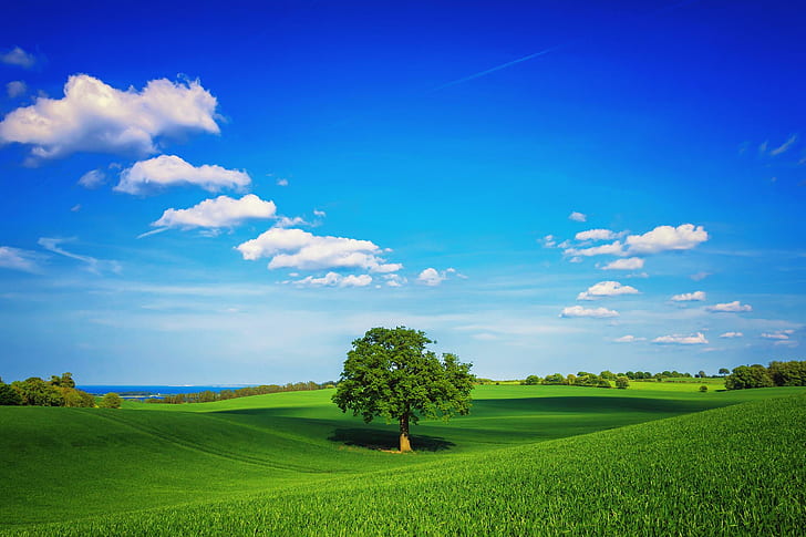tree, field, plain, green, sky, lonely, day, summer, HD wallpaper
