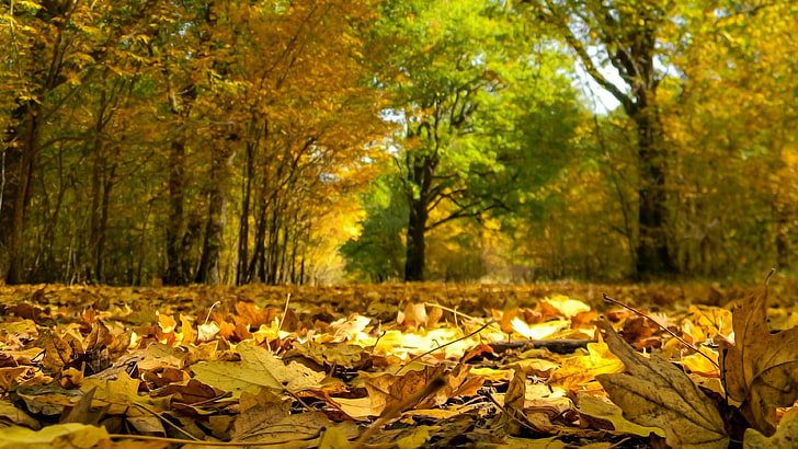 leaves, autumn leaves, forest, deciduous, yellow leaves, HD wallpaper