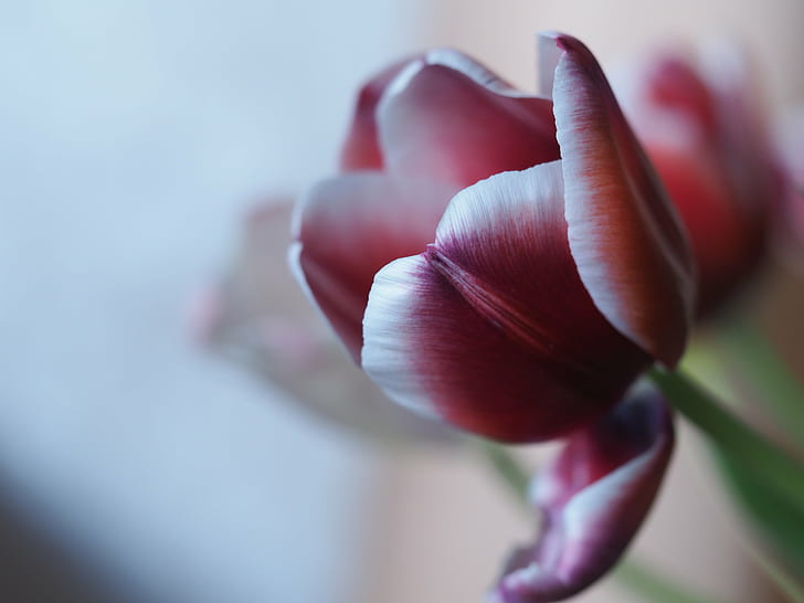 closeup photo of red and white petaled flower, fading, tulip