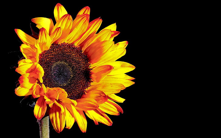 Sunflower photography, black background