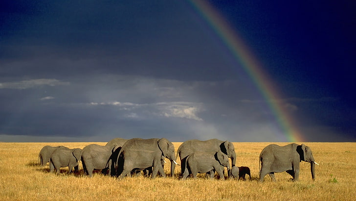 gray elephant, nature, landscape, animals, wildlife, savannah, HD wallpaper