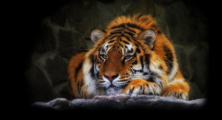 tiger painting, wild cat, black background, animal, carnivore, HD wallpaper