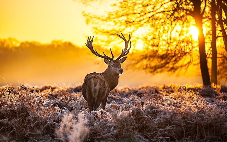 brown buck, nature, winter, animals, deer, sunlight, animal themes, HD wallpaper