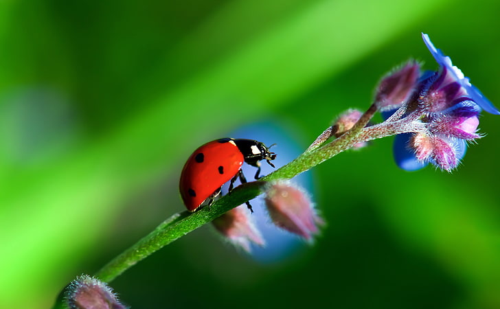 Heavy LadyBug, Animals, Insects, Flower, Beetle, Colors, Photography, HD wallpaper