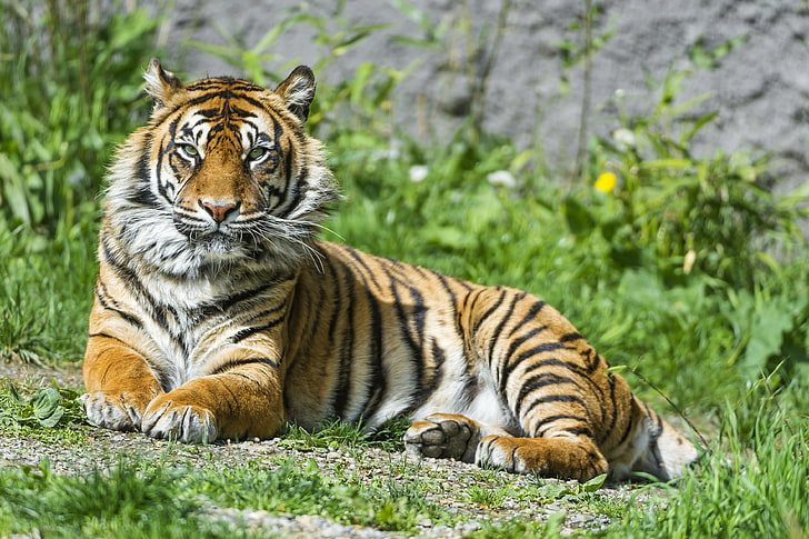 Tigress, Female, 4K, Beautiful, Sumatran tiger